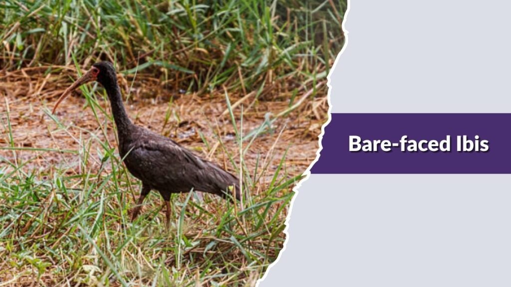Bare-faced Ibis