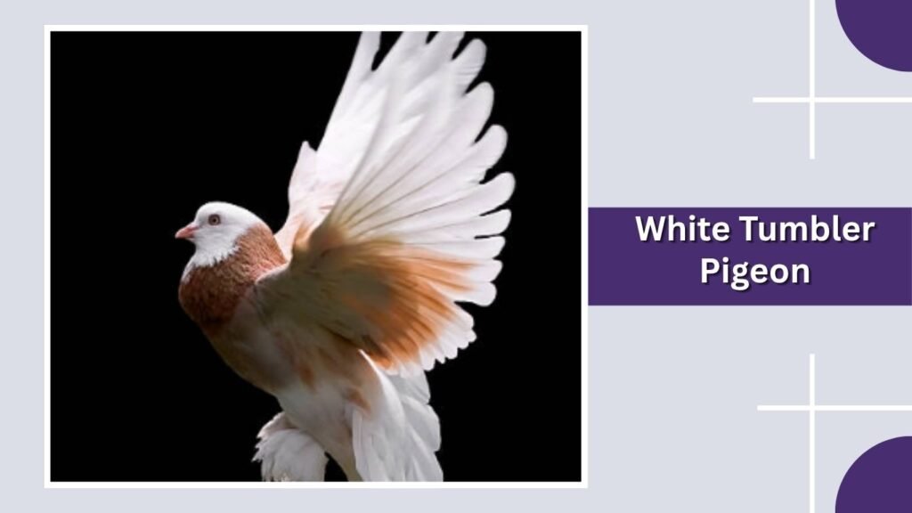  White Tumbler Pigeon