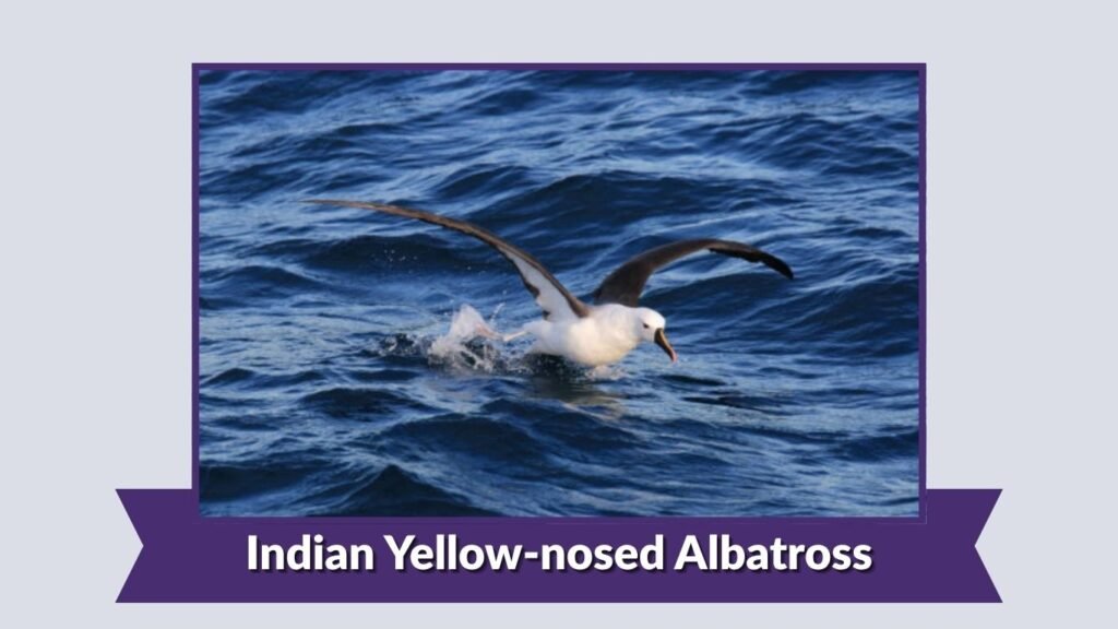 Indian Yellow-nosed Albatross