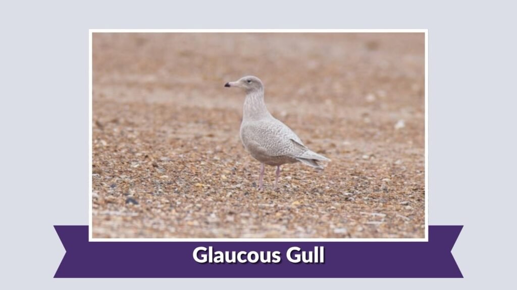 Glaucous Gull