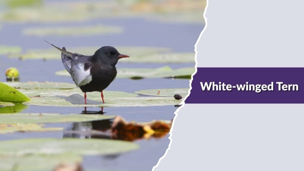  White-winged Tern