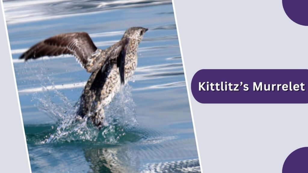 Kittlitz’s Murrelet