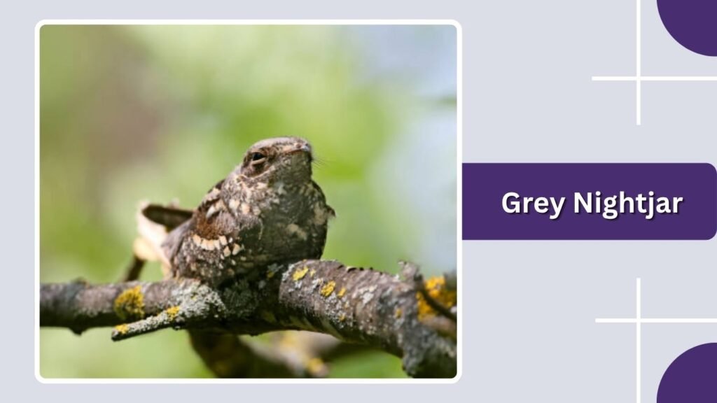 Grey Nightjar
