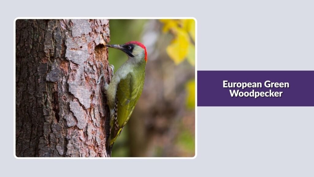 European Green Woodpecker