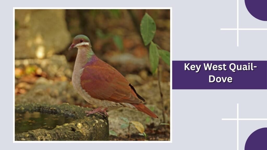  Key West Quail-Dove