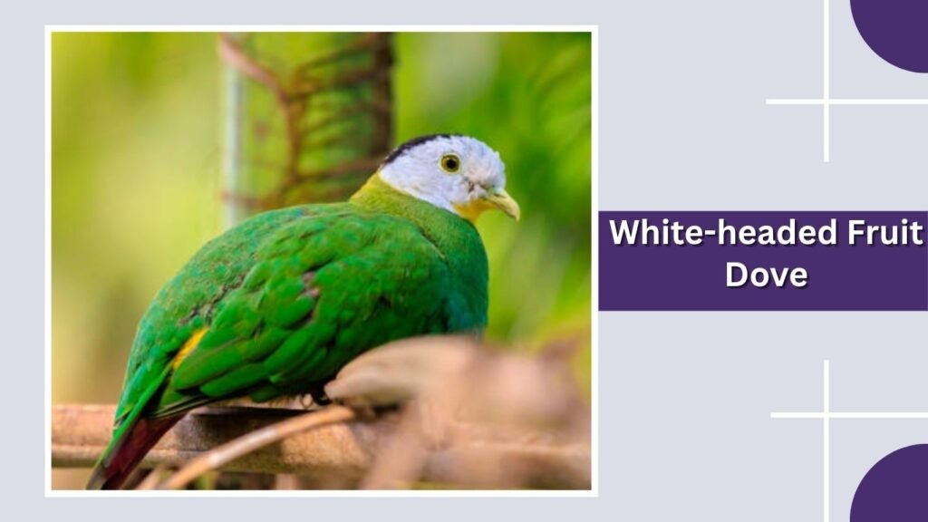 White-headed Fruit Dove