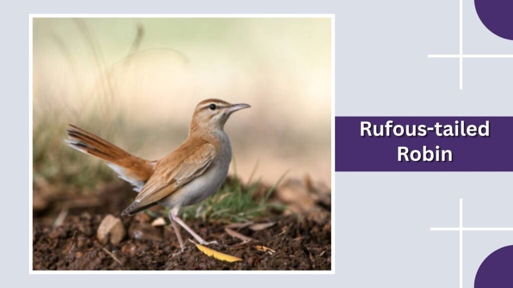  Rufous-tailed Robin