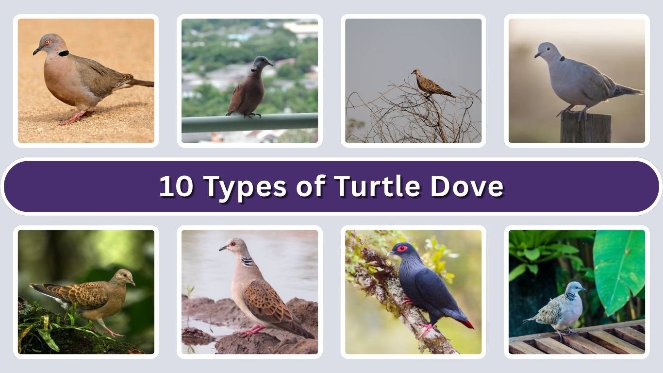 10 Types of Turtle Dove : Diet, Habits with Pictures