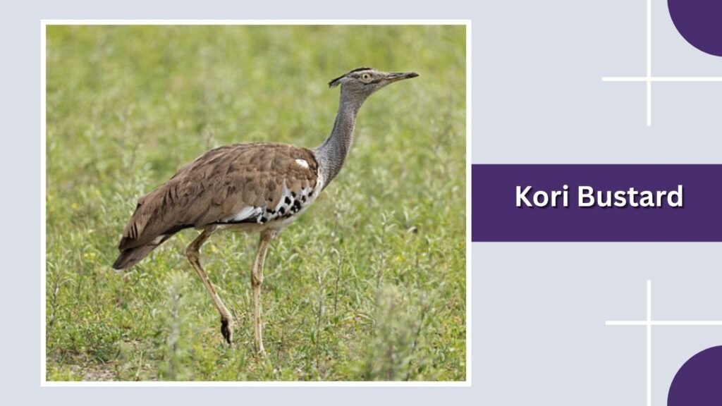 Kori Bustard