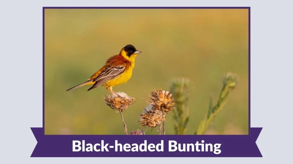 Black-headed Bunting