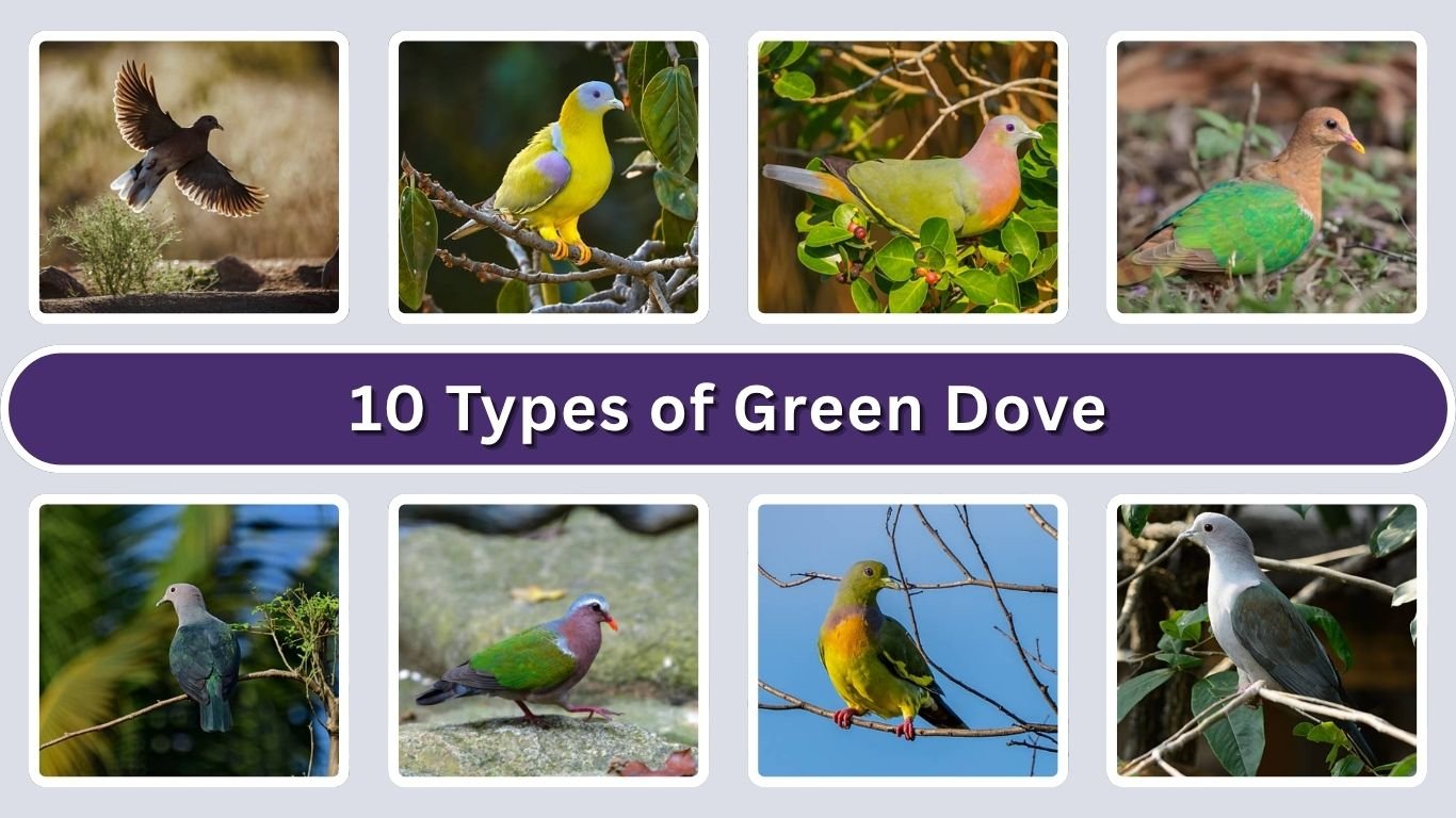 10 Types of Green Dove: Diet, Habits with Pictures