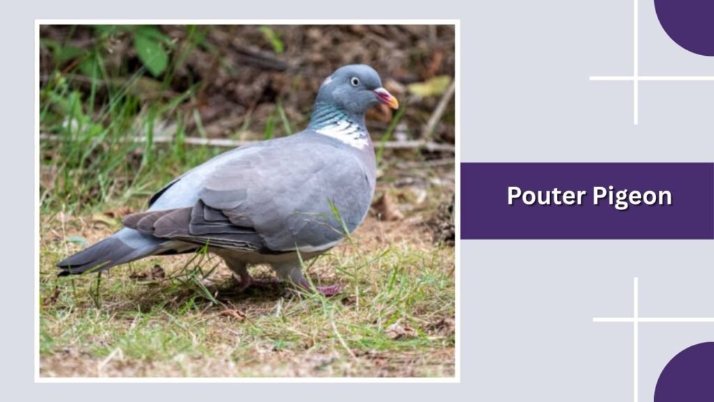  Pouter Pigeon