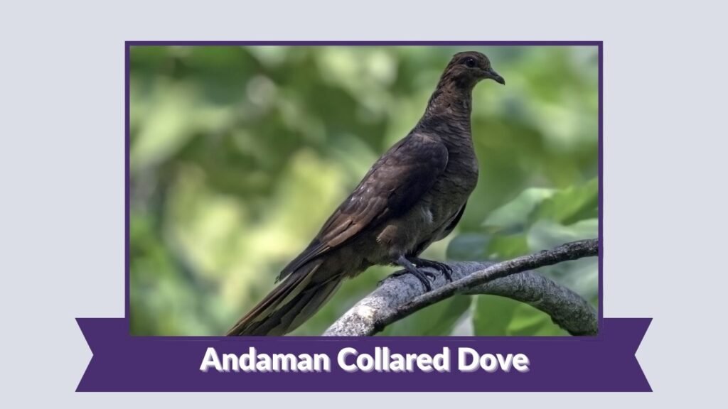 Andaman Collared Dove