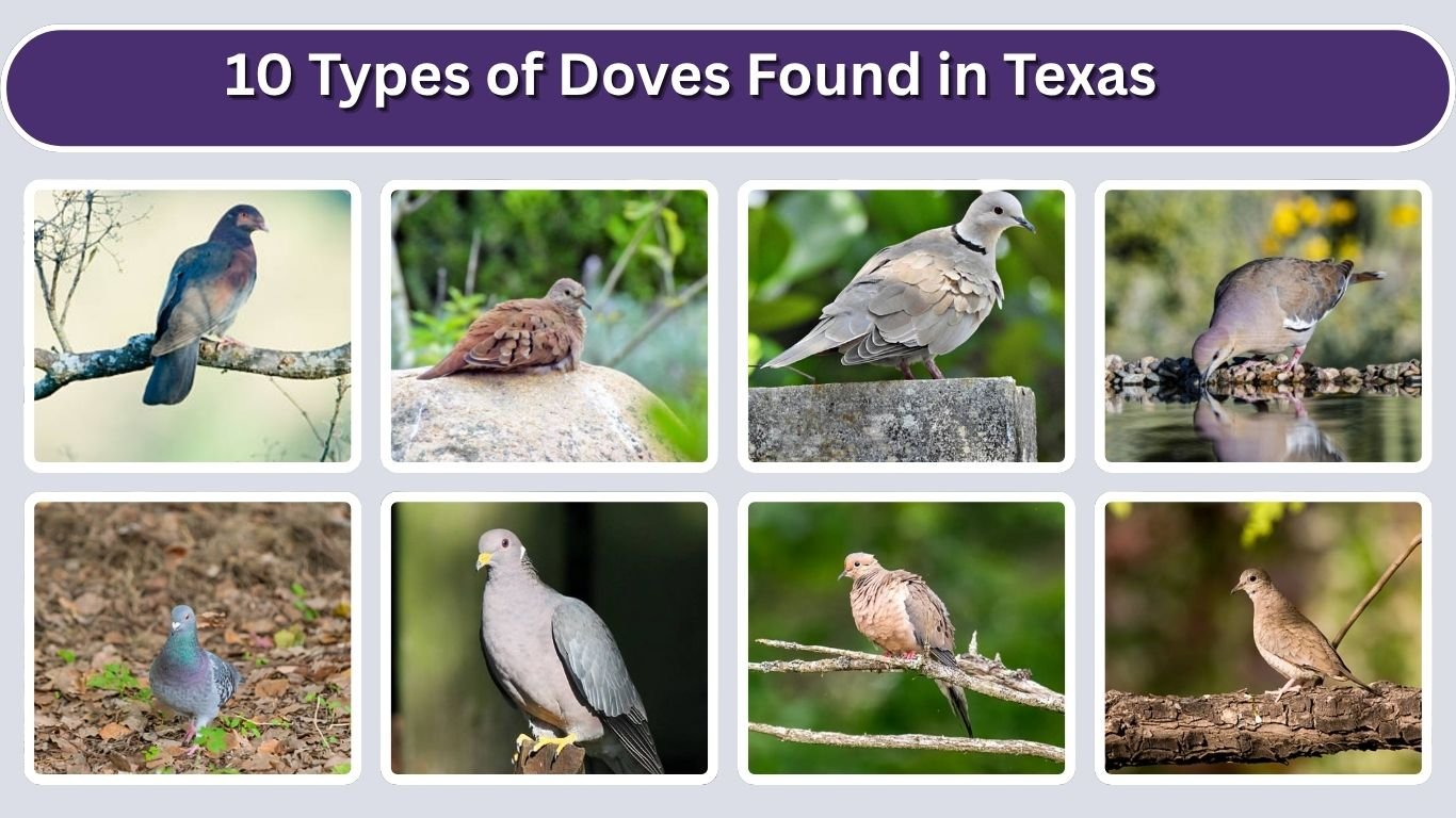 10 Types of Doves Found in Texas:  Identification with Size 