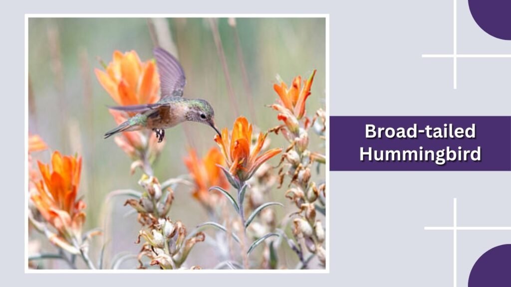 Broad-tailed Hummingbird