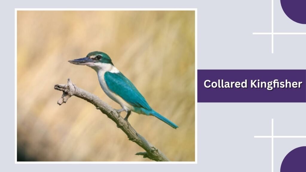  Collared Kingfisher