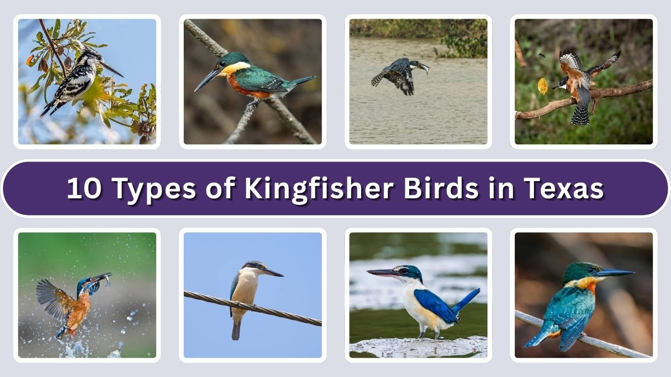 10 Types of Kingfisher Birds in Texas:  Identification with Pictures 