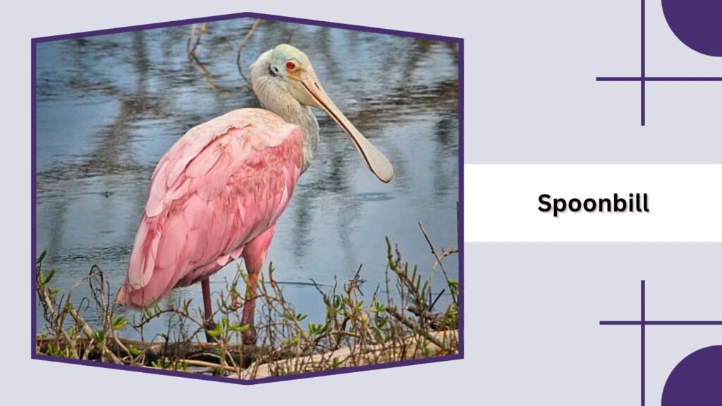 Spoonbill