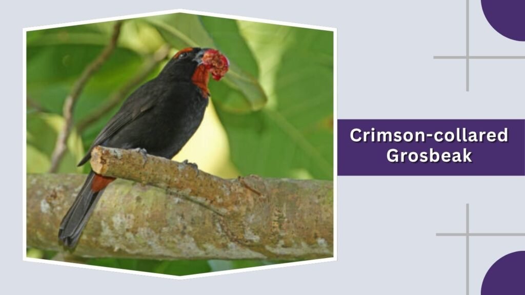  Crimson-collared Grosbeak