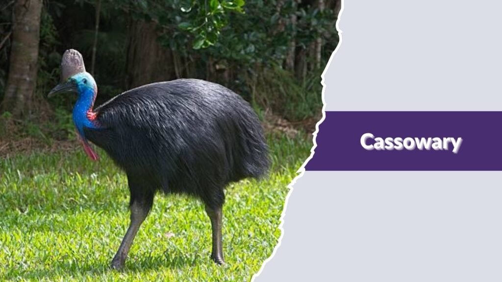 Cassowary