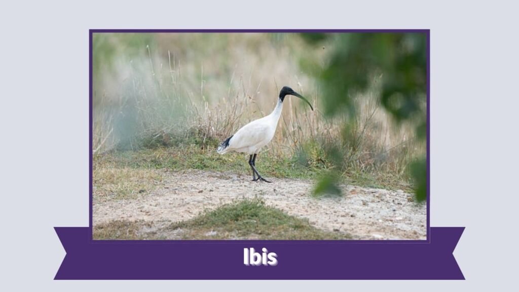 Ibis