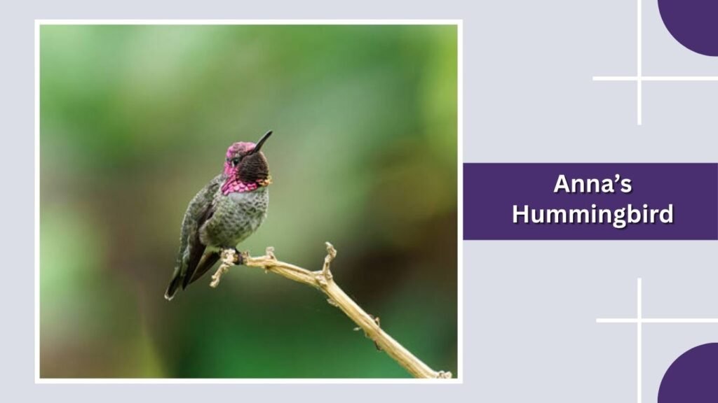  Anna’s Hummingbird