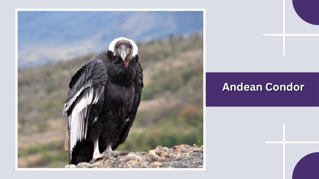 Andean Condor