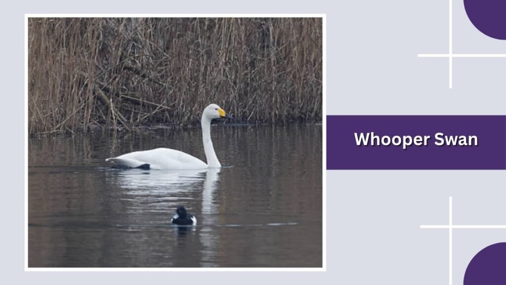  Whooper Swan