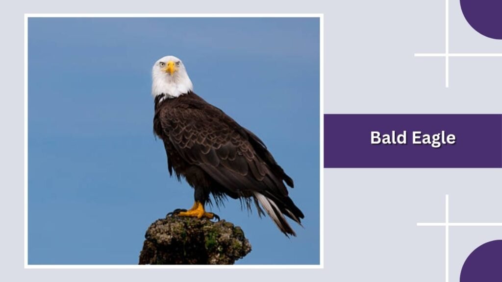  Bald Eagle