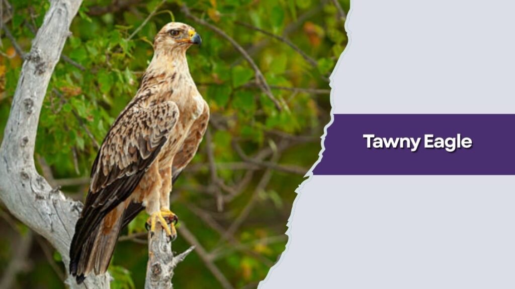 Tawny Eagle