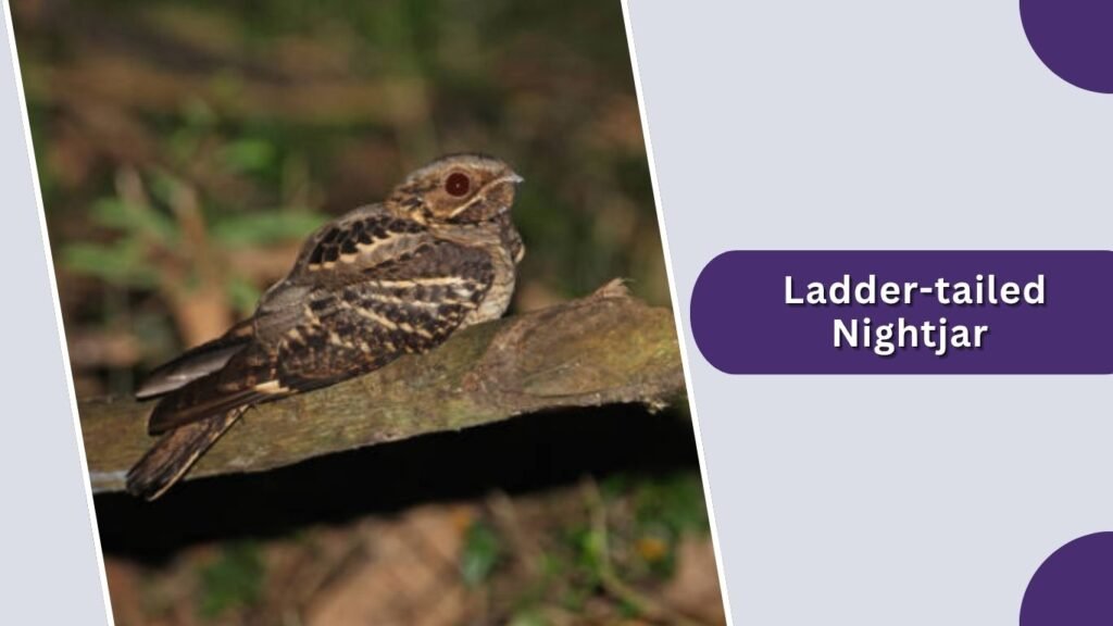 Ladder-tailed Nightjar