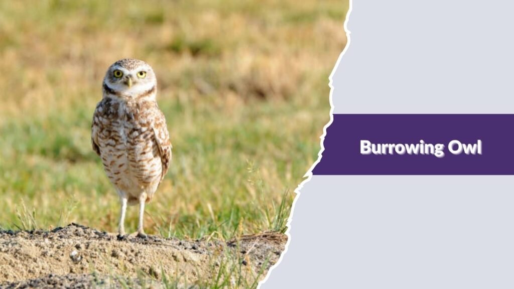 Burrowing Owl