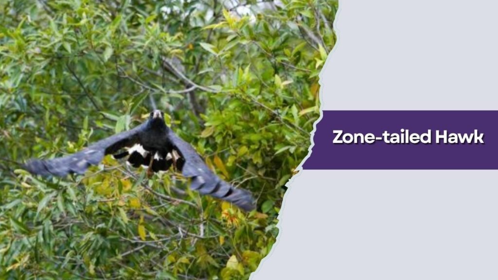 Zone-tailed Hawk