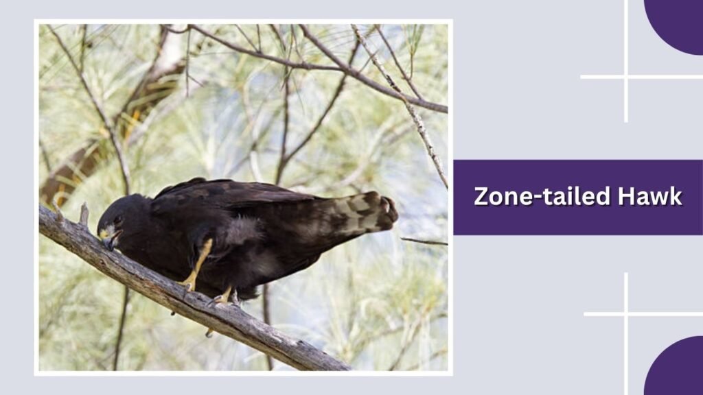 Zone-tailed Hawk