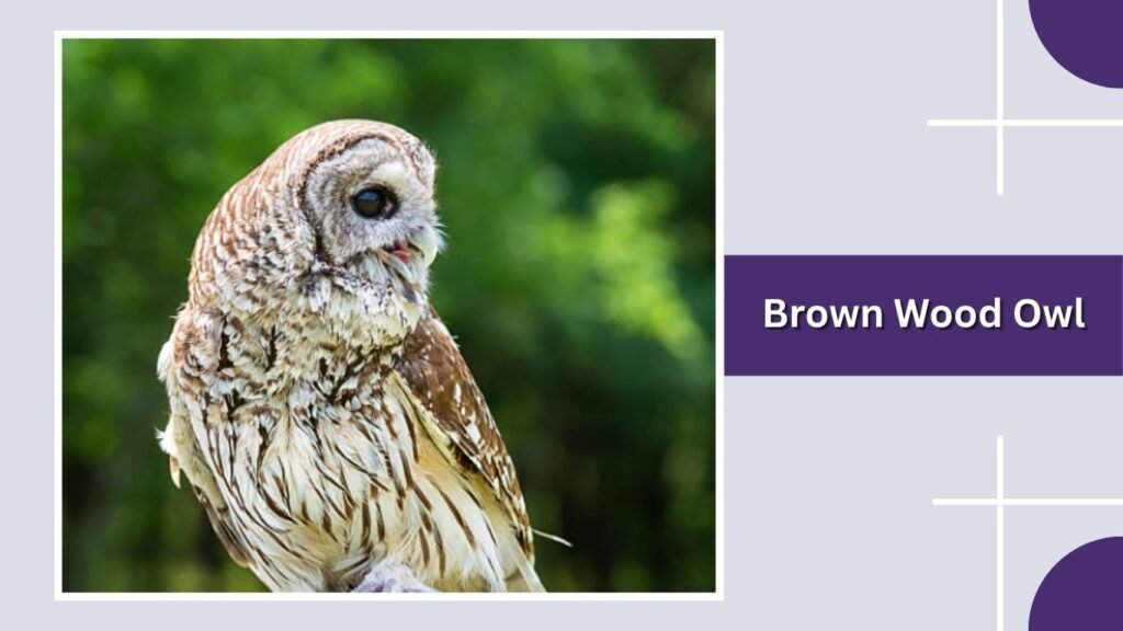 Brown Wood Owl