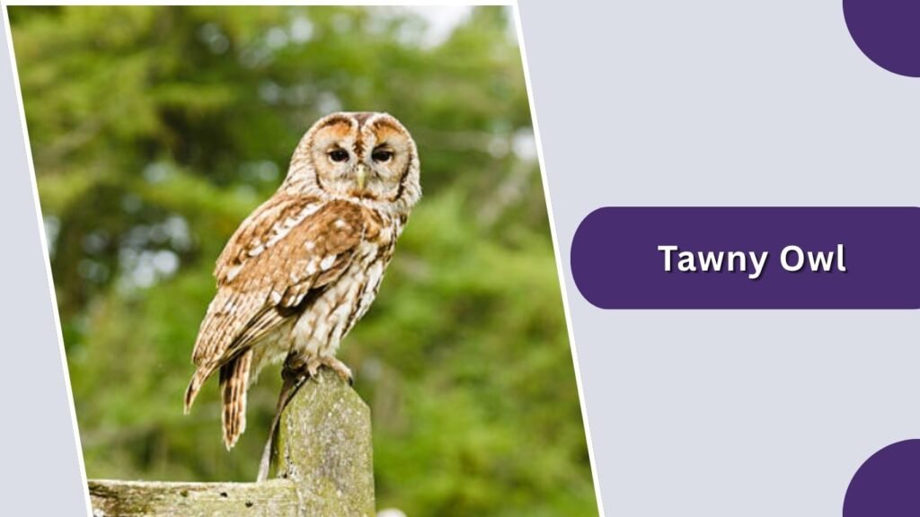  Tawny Owl