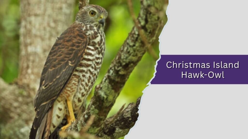  Christmas Island Hawk-Owl