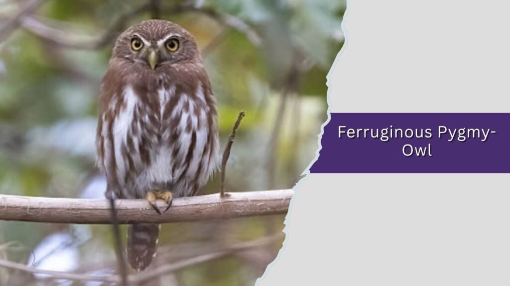 Ferruginous Pygmy-Owl