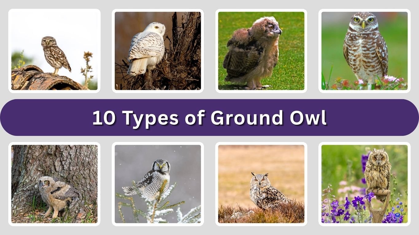 10 Types of Ground Owl: Different Species Id with Picture