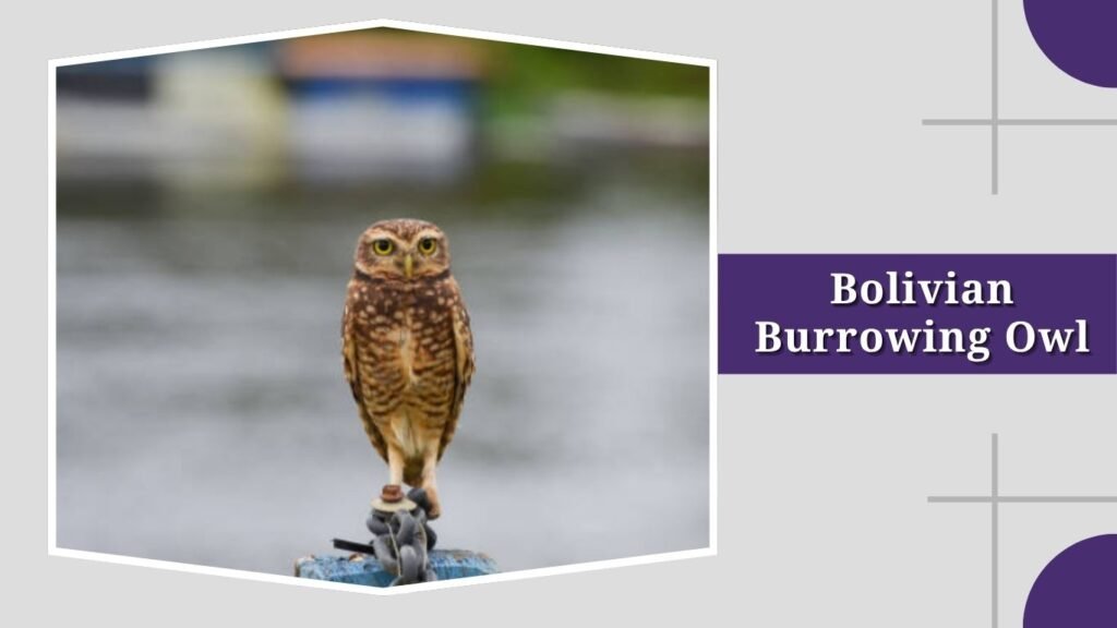 Bolivian Burrowing Owl