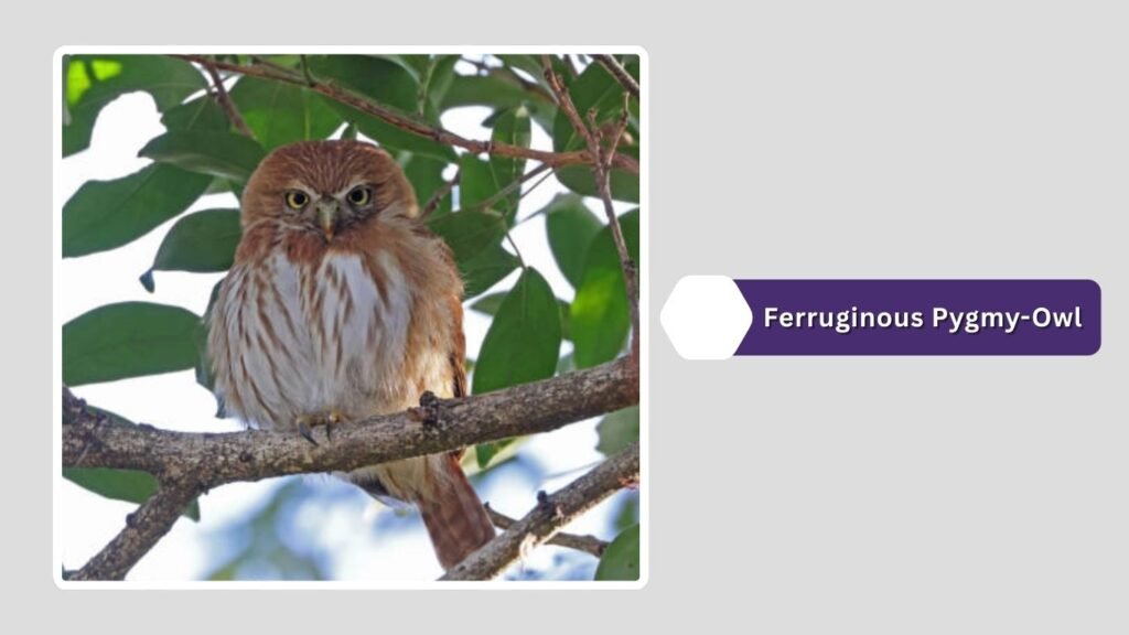  Ferruginous Pygmy-Owl