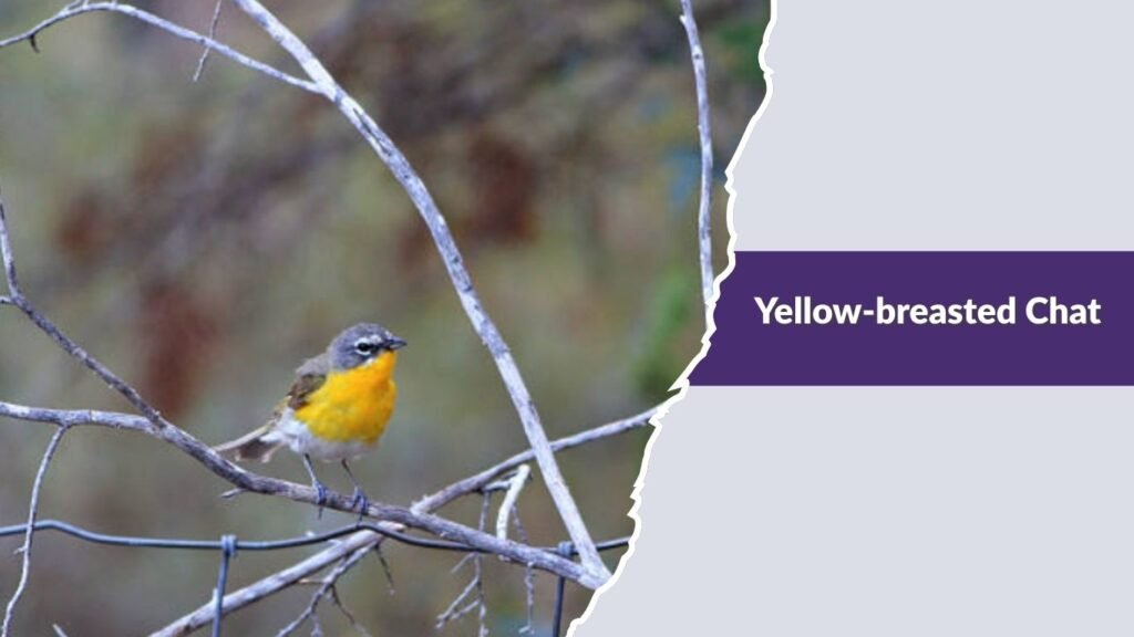 Yellow-breasted Chat
