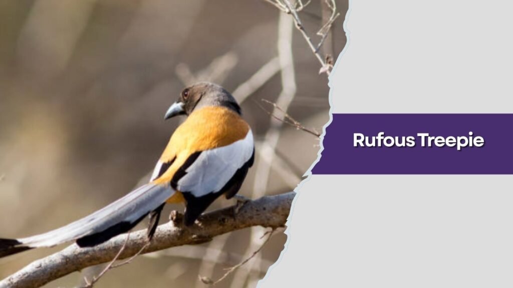 Rufous Treepie