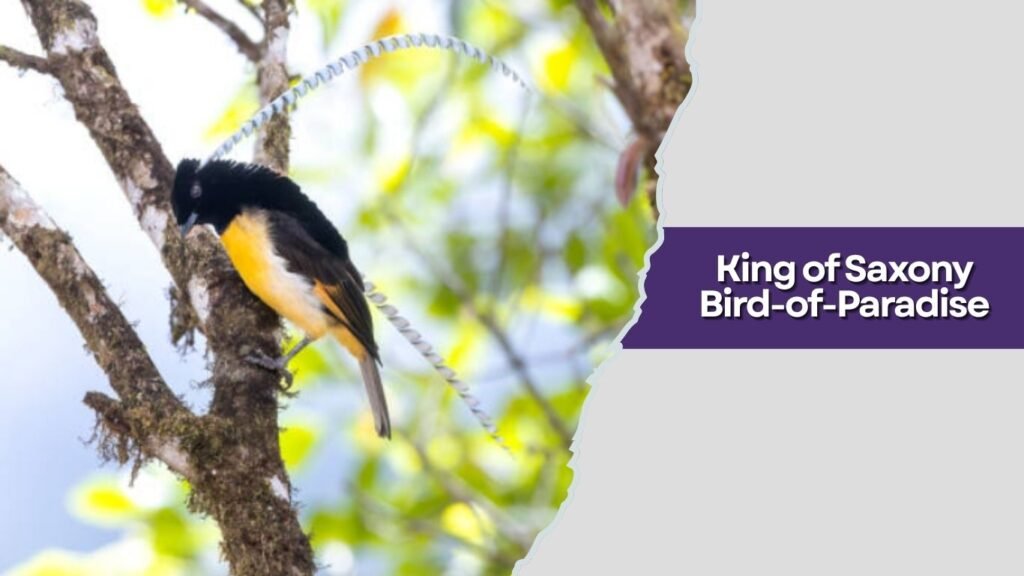  King of Saxony Bird-of-Paradise