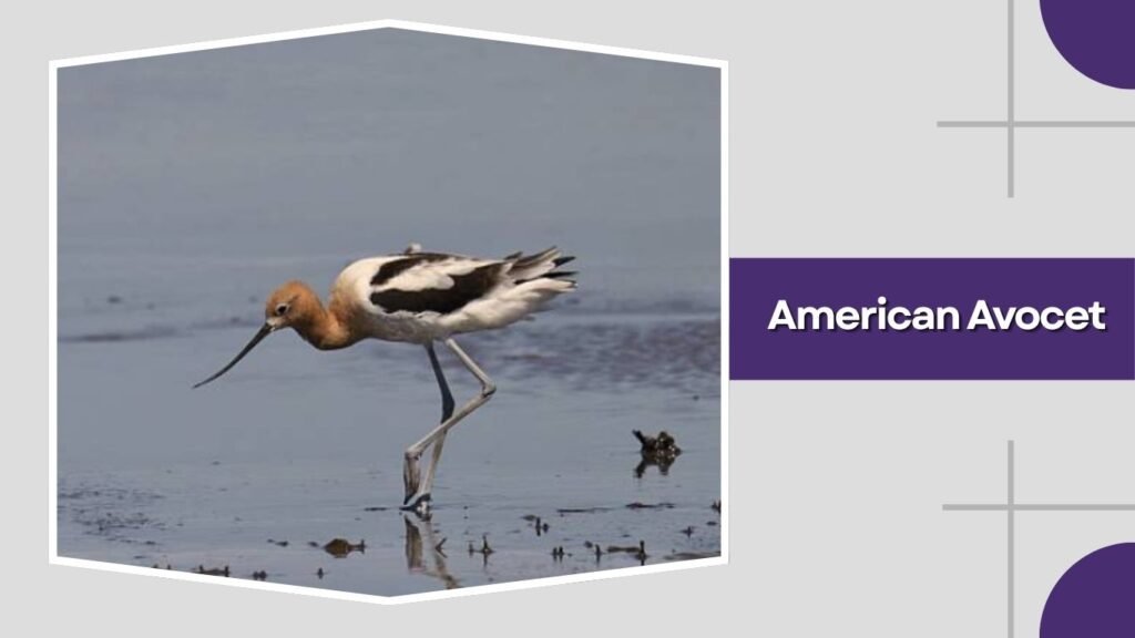 American Avocet