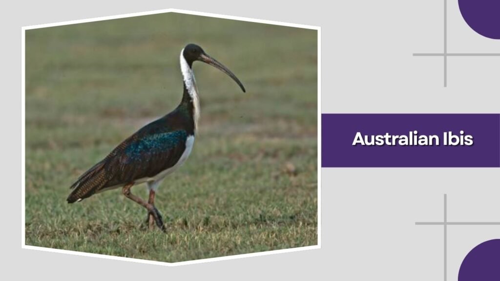  Australian Ibis