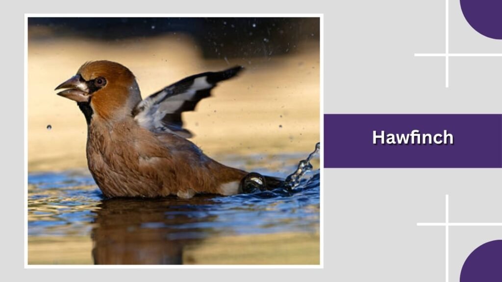 Hawfinch