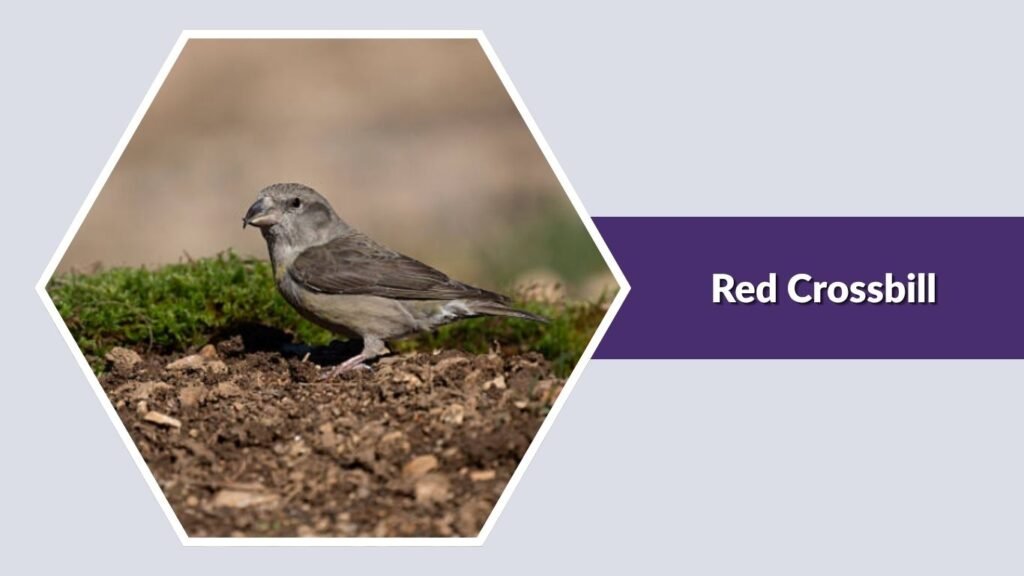 Red Crossbill