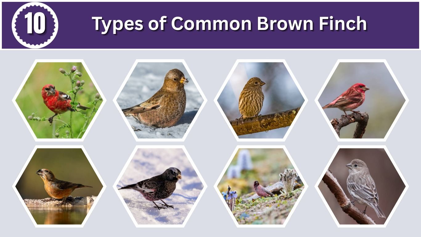 10 Types of Common Brown Finch: Identification with Pictures