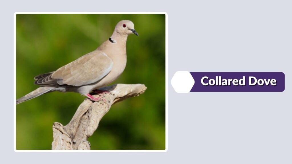  Collared Dove